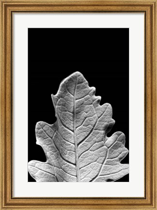 Framed Striking Leaf IV Print