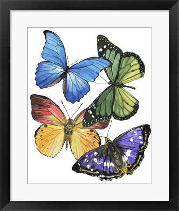 Framed Butterfly Swatches II Print