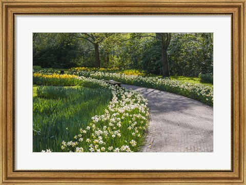 Framed Sunlit Path In Daffodil Garden Print