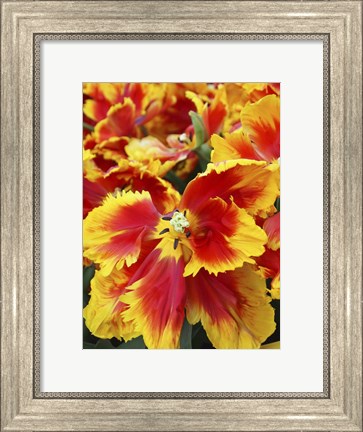 Framed Yellow And Red Parrot Tulips Print