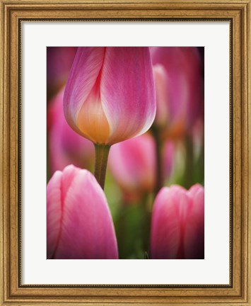 Framed Macro Of Colorful Tulip 2, Netherlands Print