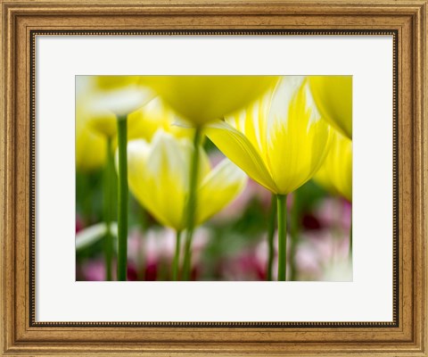 Framed Tulip Close-Ups 4, Lisse, Netherlands Print