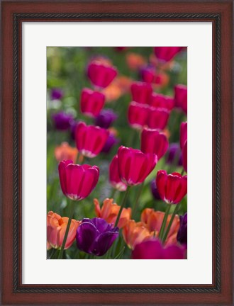 Framed Bright Spring Tulips 2 Print