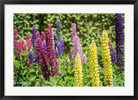 Framed Colorful Lupines Print