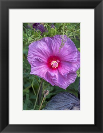 Framed Pink Hibiscus Print