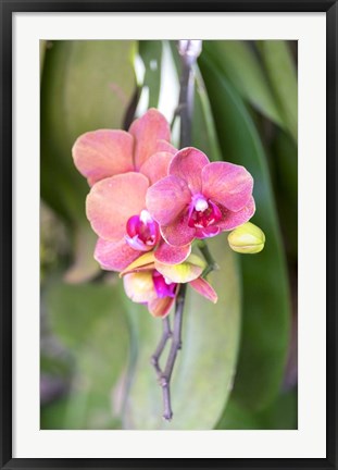 Framed Orchid, USA Print