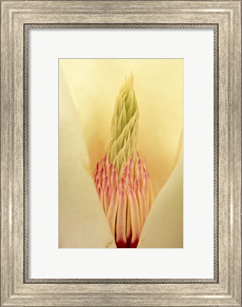 Framed Closeup of Yulan Magnolia blossom Print