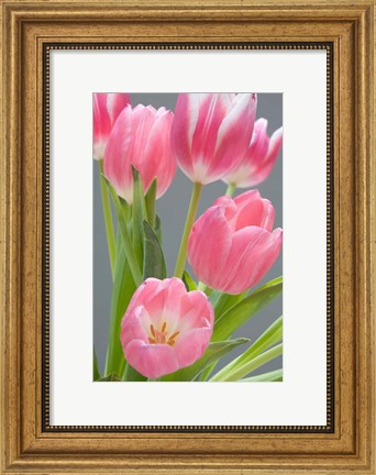 Framed Pink Tulips Print