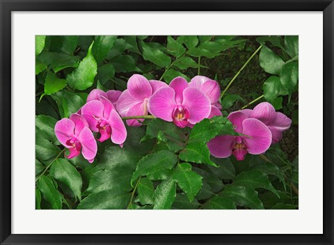 Framed Hybrid Orchid, Lincoln Park Conservatory, Chicago, Illinois Print