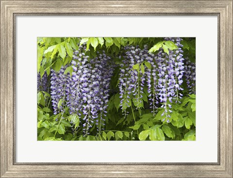 Framed Wisteria In Bloom, Salzburg, Austria Print