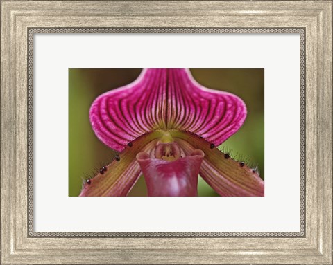 Framed Ladyslipper Orchid, Orchidaceae Spp Print