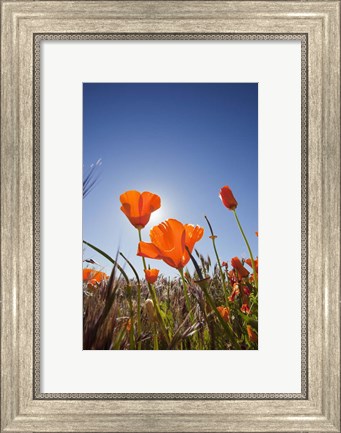 Framed Poppies With Sun And Blue Sky, Antelope Valley, CA Print