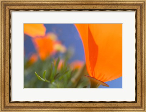 Framed Poppies Spring Bloom 1. Lancaster, CA Print