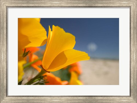 Framed Poppies Spring Bloom 6. Lancaster, CA Print