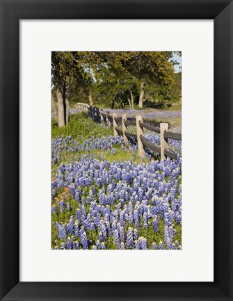 Framed Lone Oak Tree Along Fenceline With Spring Bluebonnets, Texas Print