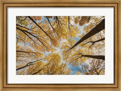 Framed Towering Trees III Print