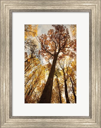 Framed Towering Trees I Print