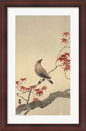 Framed Japanese Waxwing on Maple, 1900-1936 Print