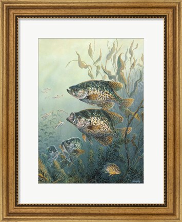 Framed Black Crappies Print