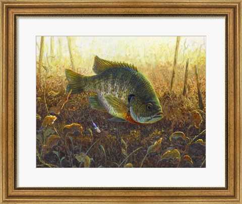 Framed Bluegill Print