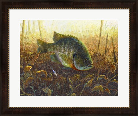 Framed Bluegill Print