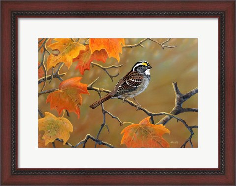 Framed Whitethroated Sparrow Print