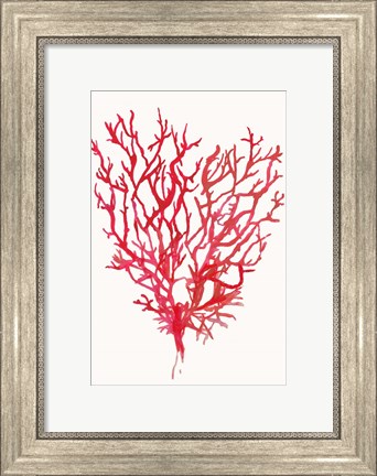 Framed Red Reef Coral II Print