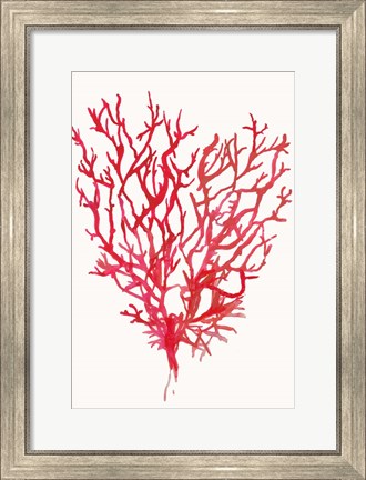 Framed Red Reef Coral II Print