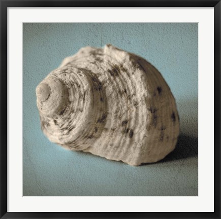 Framed Seashell Study I Print