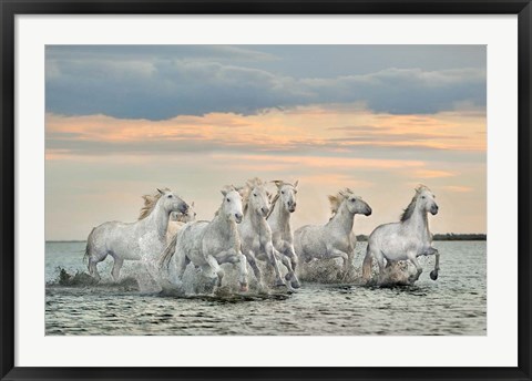 Framed Camargue Horses - France Print