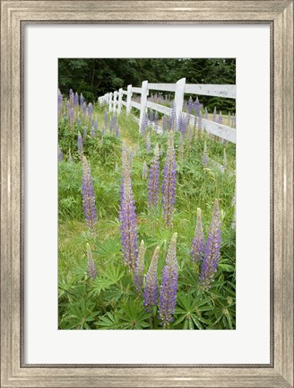 Framed Vancouver Island Lupine, British Columbia, Canada Print