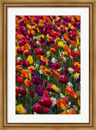 Framed Wind Blows A Field Of Multi-Colored Tulips, Mount Vernon, Washington State Print