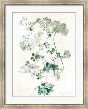 Framed Geranium Botanical Print