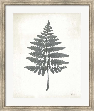 Framed Chalkboard Fern II Print