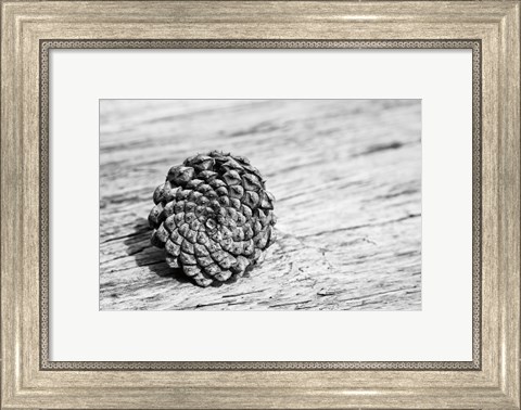 Framed Pinecone Print