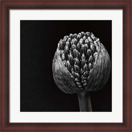 Framed Allium II Print