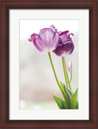 Framed Tulip Time II Print