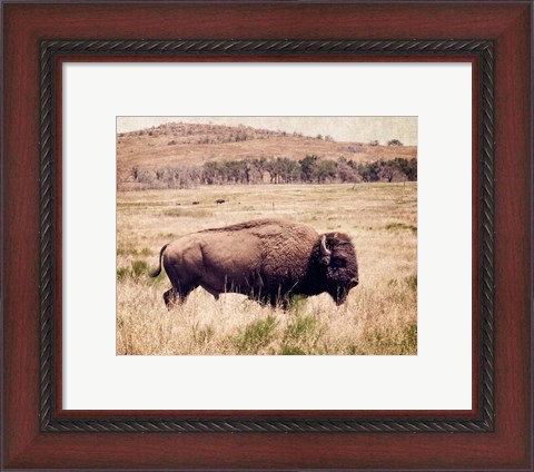 Framed Buffalo I Print