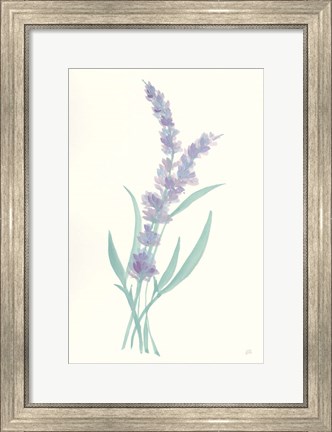 Framed Lavender II Print