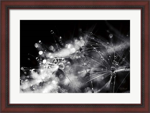 Framed Dandelion Abstract II Print