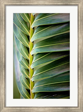 Framed Palma I Print