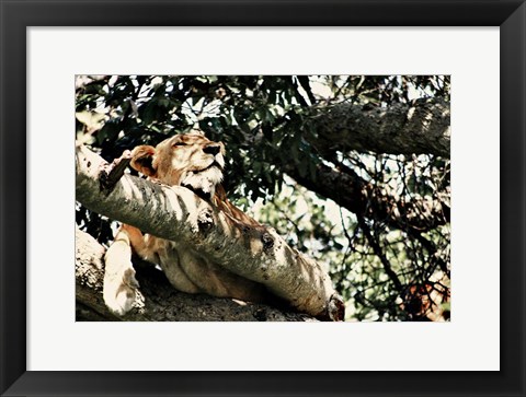 Framed Lion Tree Print