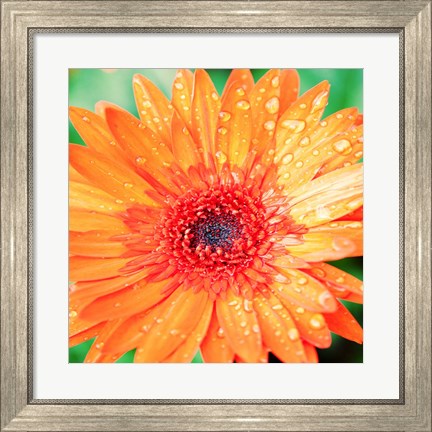 Framed Mixed Gerbera I Print