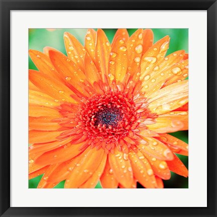 Framed Mixed Gerbera I Print