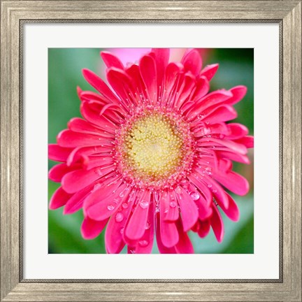 Framed Mixed Gerbera II Print