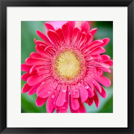 Framed Mixed Gerbera II Print