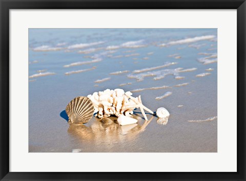 Framed Seashell Reflection Print