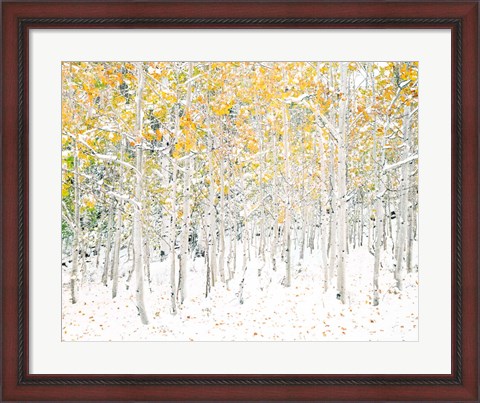 Framed Quaking Aspens Print