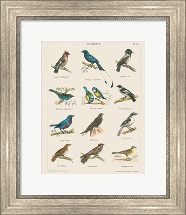 Framed Bird Chart II Print