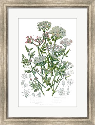 Framed Flowering Plants IV Print